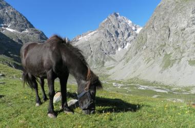 Le compagnon équidé du Refuge de Chamoissière - Villar d'Arène - La Grave