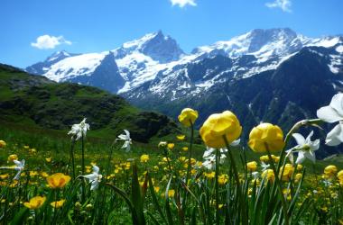 Fleurs de printemps (juin-début juillet)