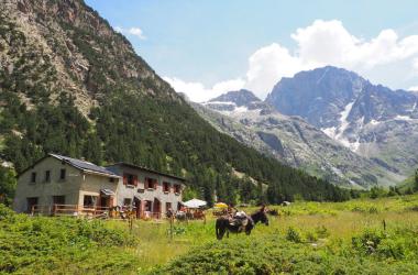 les ânes sont arrivés au refuge du carrelet