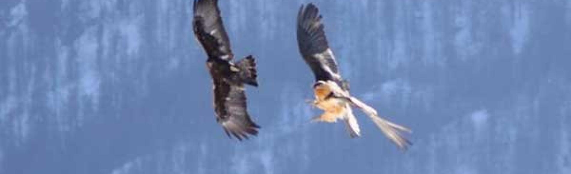 Querelle entre un aigle et un gypaète - fev 2010 © C-Couloumy - Parc national des Ecrins