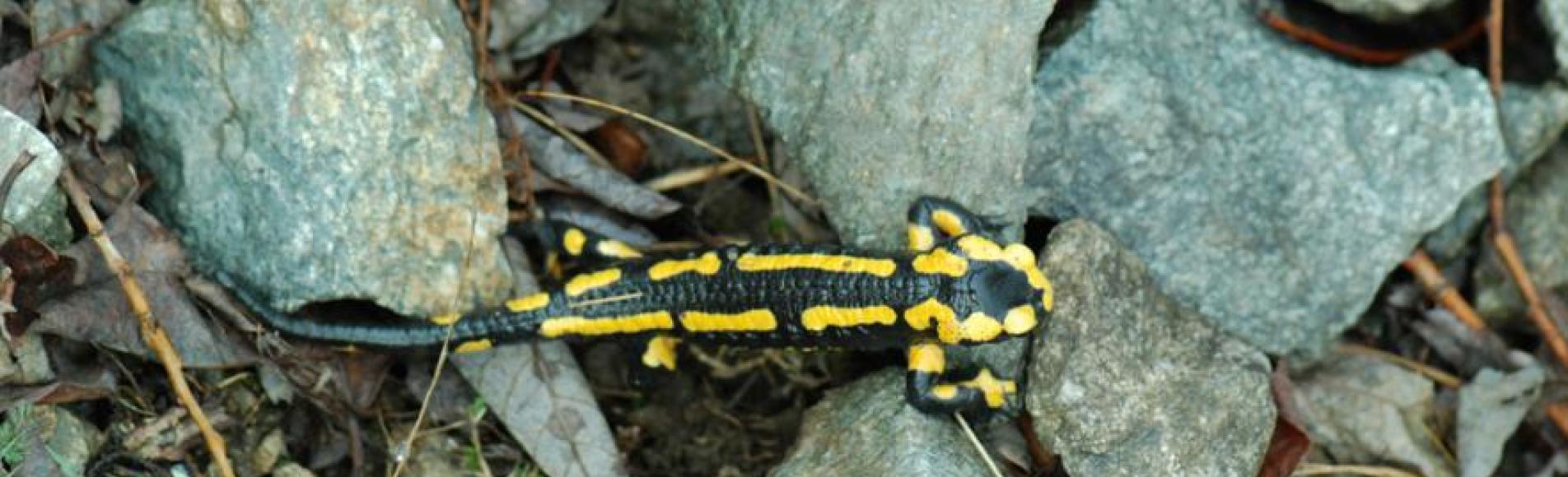 Salamandre - © Oliver Warluzelle - Parc national des Ecrins