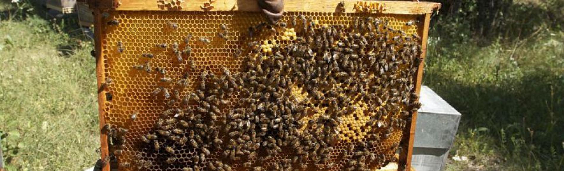 L'apiculteur, ses abeilles et leurs ruches - Jean-Philippe Telmon - Parc national des Ecrins L'apiculteur, ses abeilles et leurs ruches - Jean-Philippe Telmon - Parc national des Ecrins