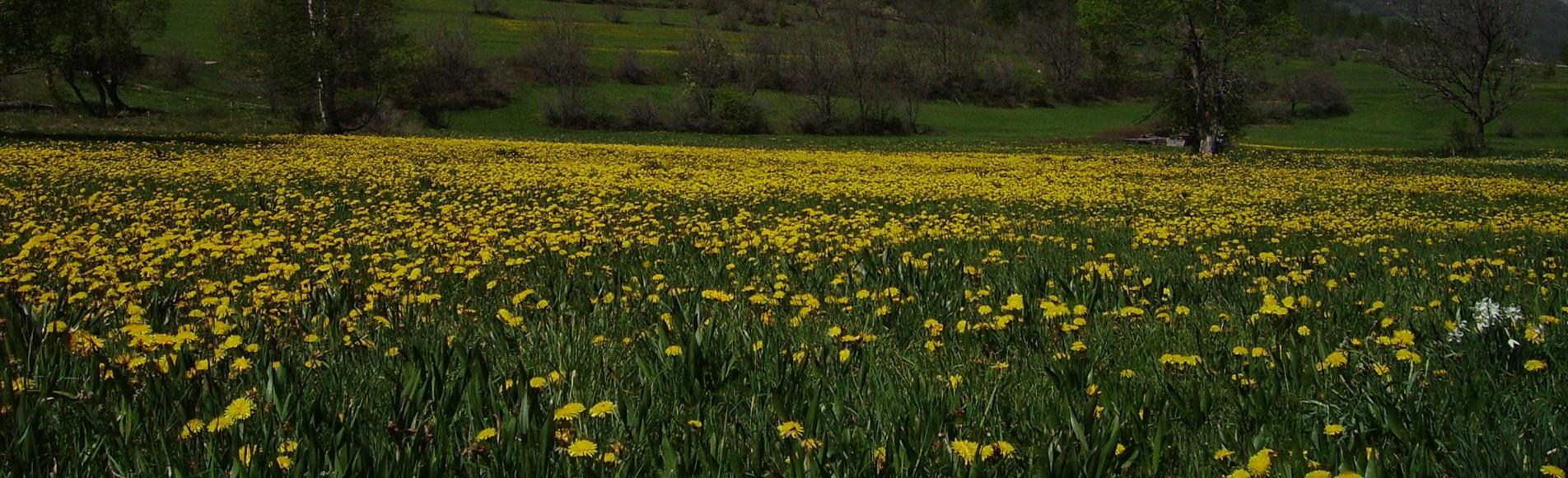 Prairie de fleurs jaunes © B.Nicollet - Parc national des Ecrins