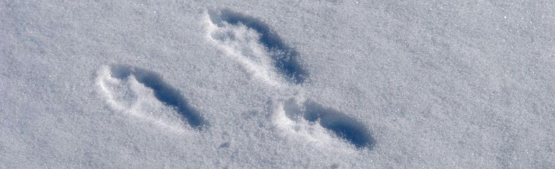 Traces lièvre dans la neige - photo Olivier Warluzelle - Parc national des Ecrins Traces lièvre dans la neige - photo Olivier Warluzelle - Parc national des Ecrins