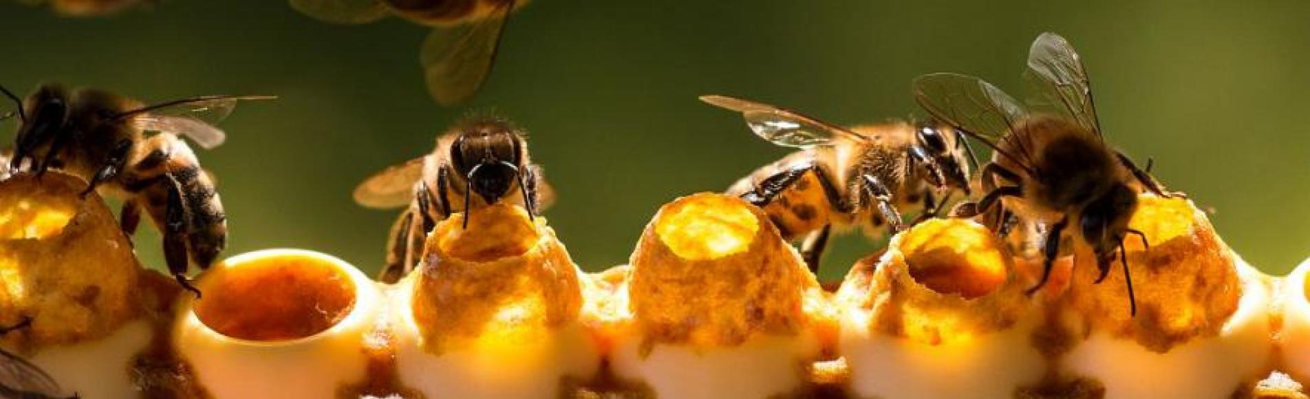 Abeilles - © B.Bodin - Parc national des Ecrins Abeilles - © B.Bodin - Parc national des Ecrins