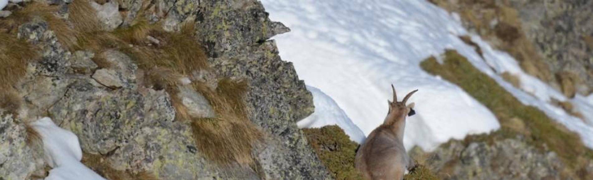 Retour migration automne 2016 - ibex - © R.Papet - Parc national des Écrins Retour migration automne 2016 - ibex - © R.Papet - Parc national des Écrins
