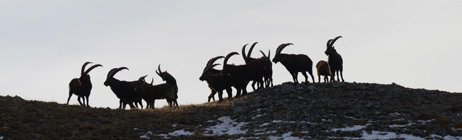 Bouquetins Ecrins © R.Papet - Parc national des Écrins