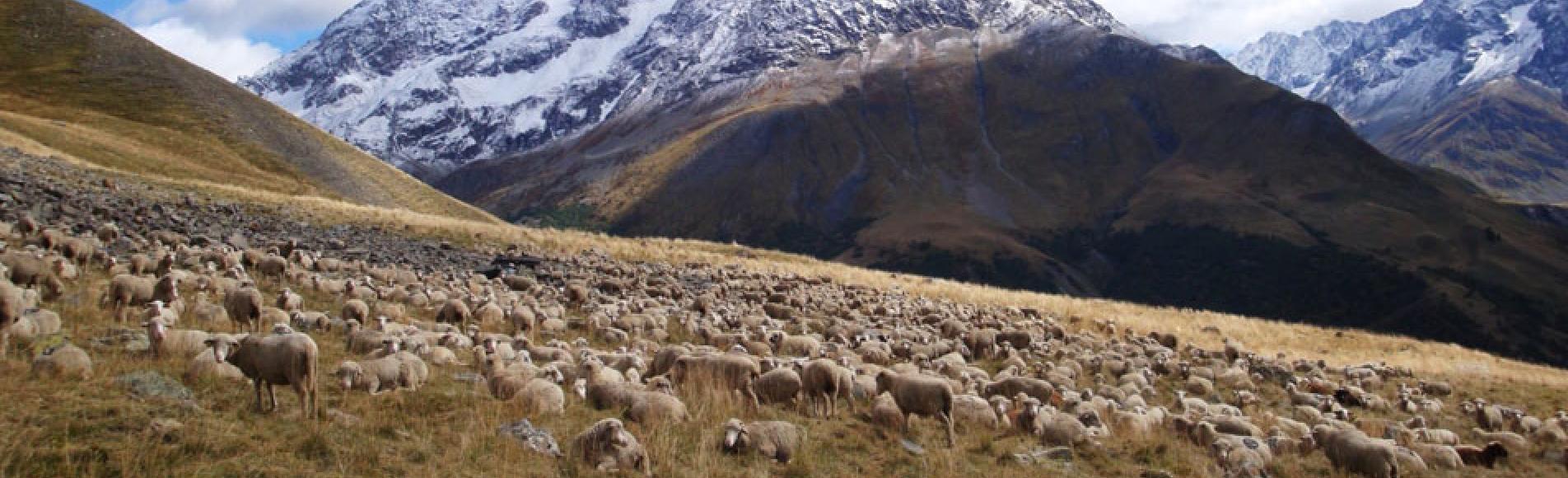 Les éleveurs et bergers devront faire face à des aléas climatiques de plus en plus extrêmes sur les alpages © Edith Debray