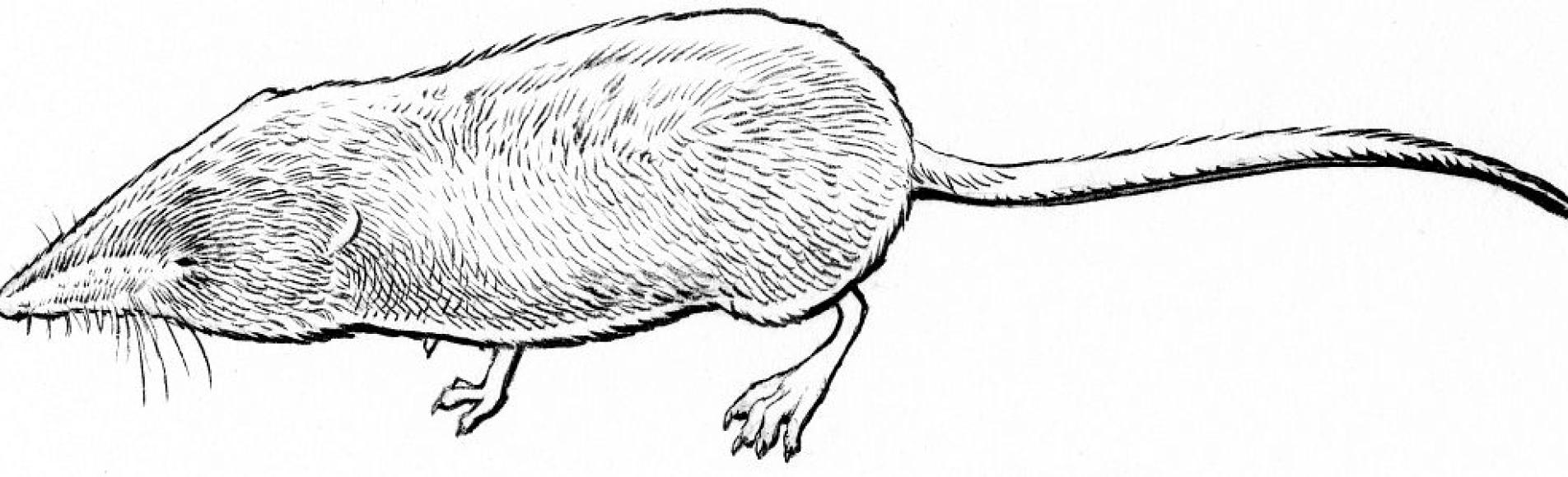 Musaraigne alpine - Sorex alpinus- dessin Dequest Pierre-Emmanuel - Livre "A la rencontre des animaux en montagne" Musaraigne alpine - Sorex alpinus- dessin Dequest Pierre-Emmanuel - Livre "A la rencontre des animaux en montagne"