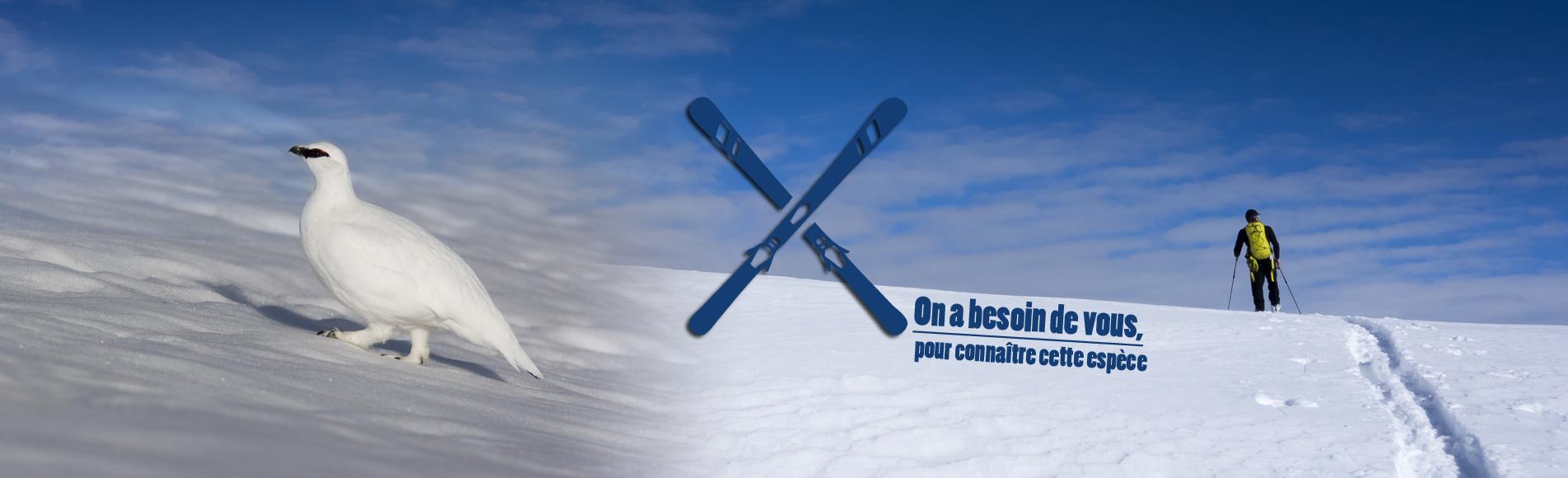 randonnée à ski © T.Maillet - Lagopède © R.Chevalier - Parc national des Écrins randonnée à ski © T.Maillet - Lagopède © R.Chevalier - Parc national des Écrins
