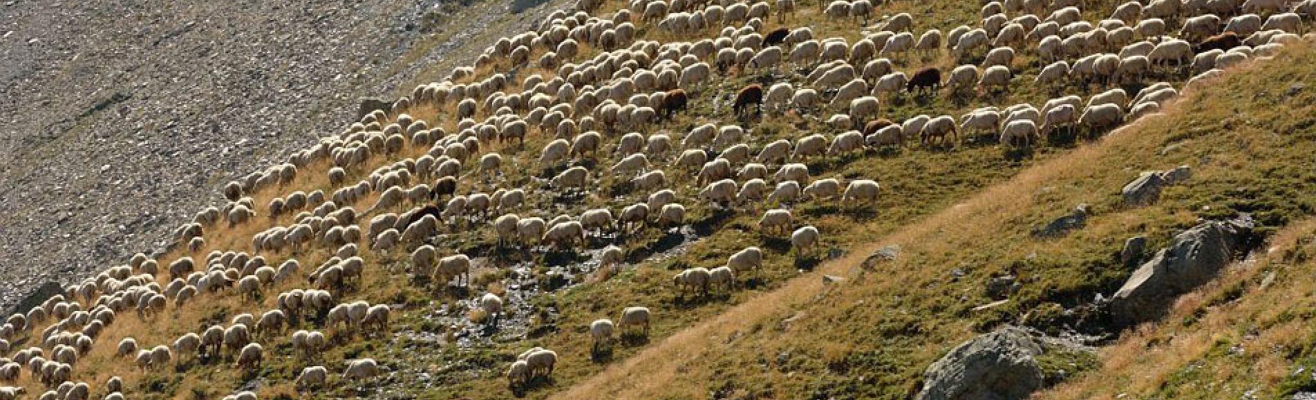 Troupeau dans les Ecrins © M.Coulon - Parc national des Ecrins Troupeau dans les Ecrins © M.Coulon - Parc national des Ecrins