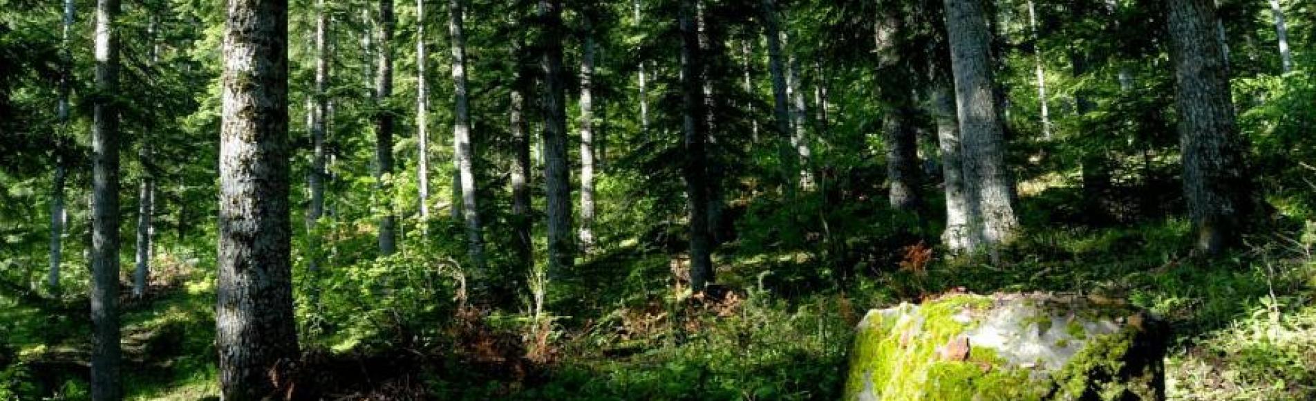 Sous-bois de Boscodon © M.Coulon - Parc national des Écrins Sous-bois de Boscodon © M.Coulon - Parc national des Écrins
