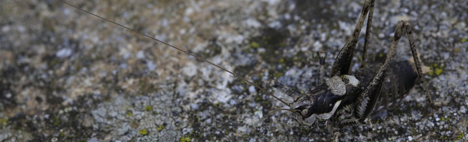 Antaxie marbrée © Marc Corail - Parc national des Ecrins