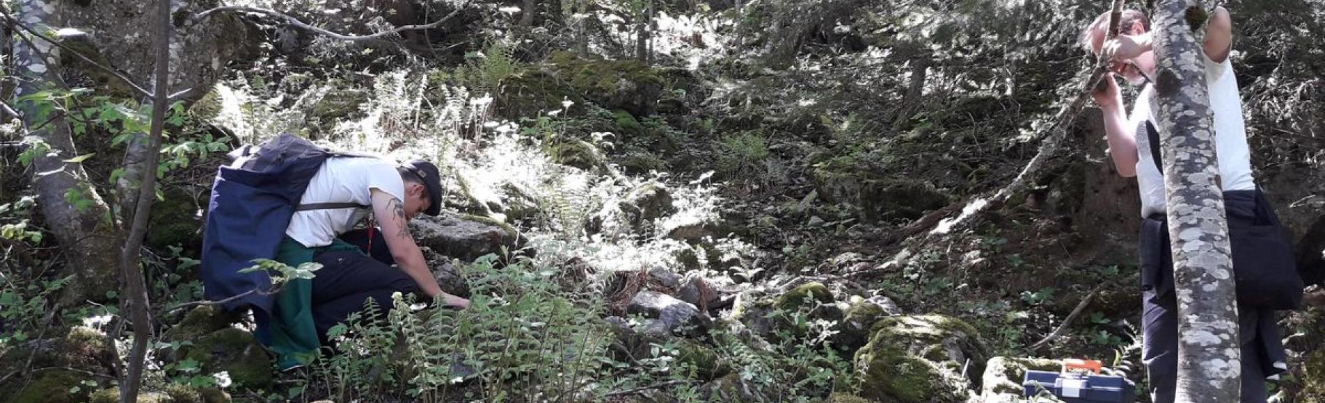 Inventaires champignons -  réserve intégrale lauvitel - Parc national des Ecrins - 2020