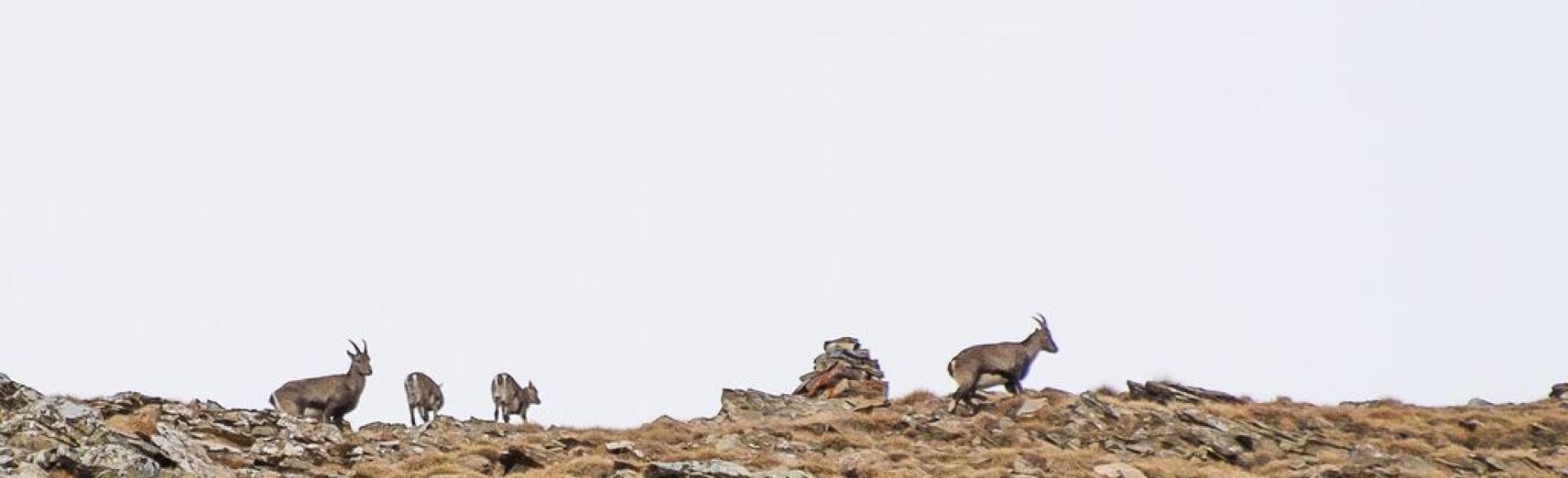 Etagnes et cabris dans le vallon de Chargès © Mireille Coulon, Parc national des Ecrins