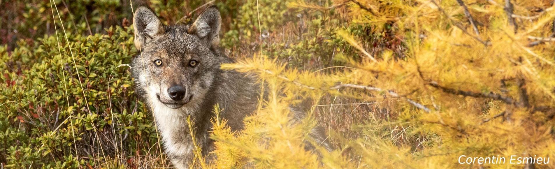 Loup gris © C. Esmieu - PNE Loup gris © C. Esmieu - PNE