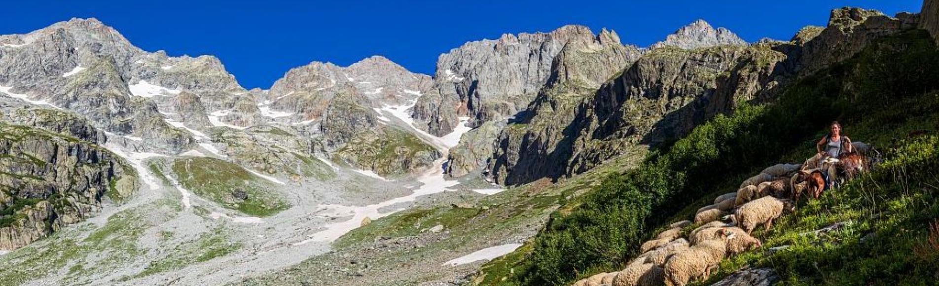 Troupeau de brebis et bergère dans un cadre montagnard