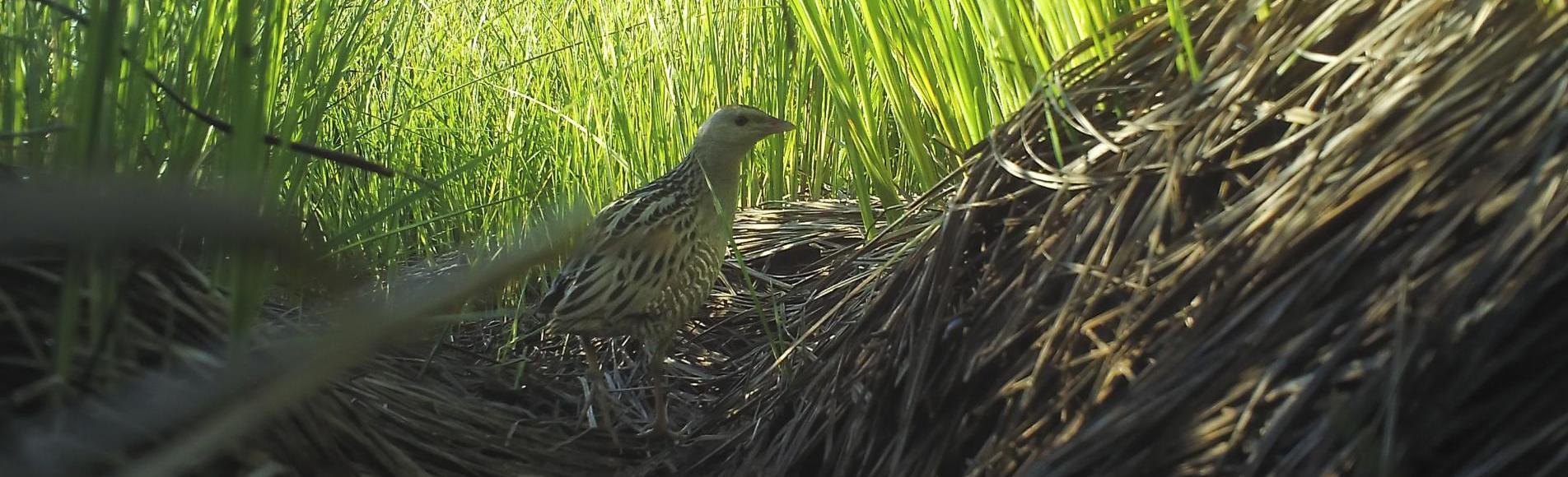 oiseau au milieu de grandes herbes