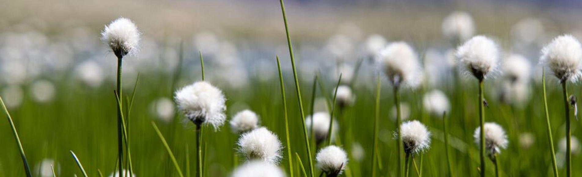 Linaigrettes au lac Palluel © Thierry Maillet - PNE Fleurs blanches