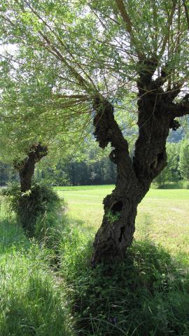 arbre tétard - © association Gentiana - Isère