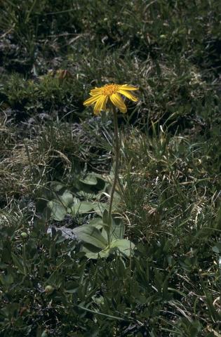 Arnica - © Marie -Geneviève Nicolas - Parc national des Ecrins