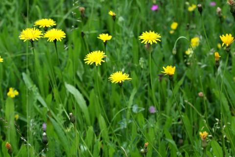 Crepis hispidus - Prairies - © Cedric Dentant - Parc national des Ecrins