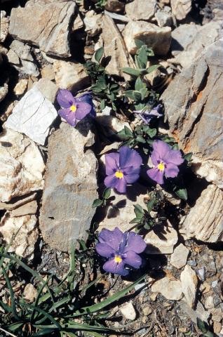 Pensée du Mont-cenis - © Parc national des Ecrins