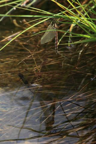 Mue aeschne et triton © Marc Corail - Parc national des Ecrins