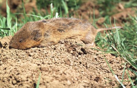 campagnol terrestre © Parc national des Ecrins