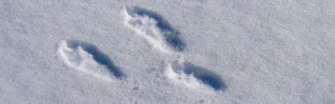 Traces lièvre dans la neige - photo Olivier Warluzelle - Parc national des Ecrins