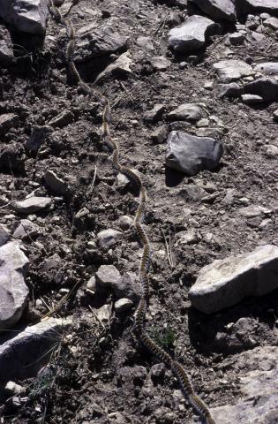 Chenille processionnaires -  © Bernard Nicollet - Parc national des Ecrins