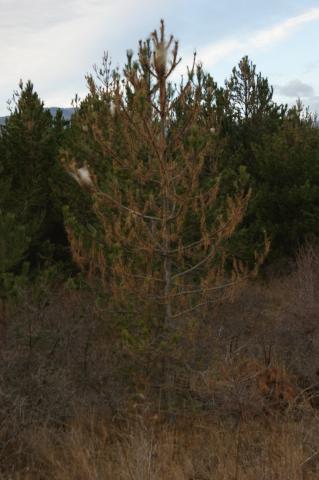 arbre infesté par processionnaire © Donovan Maillard - Parc national des Ecrins