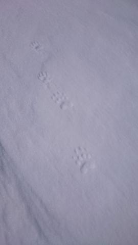 Empreinte blaireau dans la neige - mars 2016 - © E-Ollieu - N-Bertrand - Parc national des Écrins