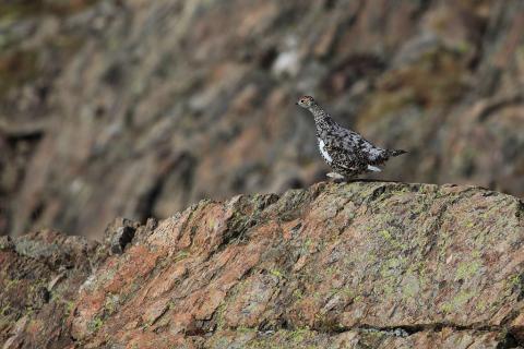 Comptage lagopède - Arsine - mai 2016 - © L.Imberdis - Parc national des Ecrins