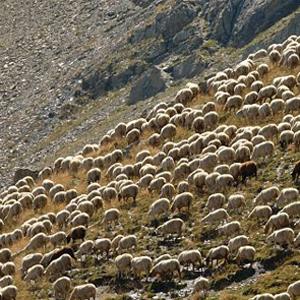 Troupeau en alpage - © Mireille Coulon - Parc national des Ecrins