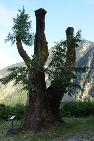 Tilleul Saint Maurice en Valgaudemar - été 2016 - © D.vincent - Parc national des Ecrins