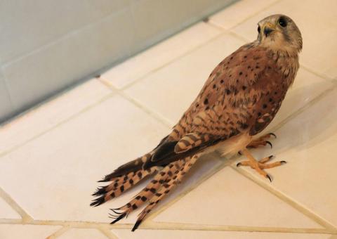 jeune faucon au centre de soin relâché au Casset en août 2016.