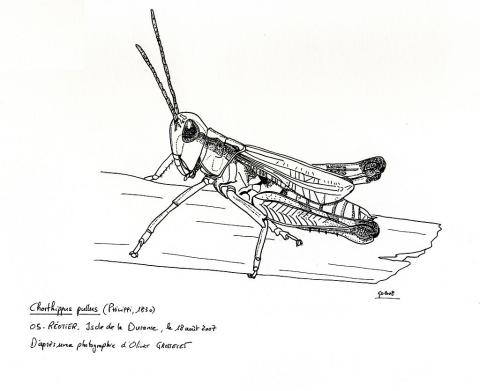 Criquet des iscles - Dessin d'Olivier Grosselet - extrait livre Insecte du Parc national des Écrins