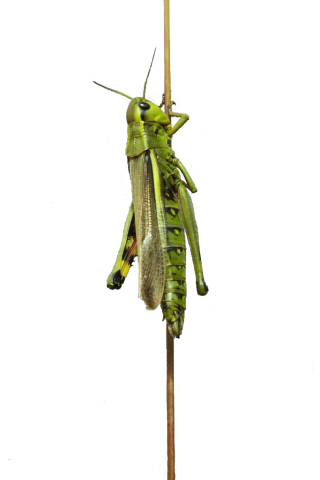 Criquet ensanglanté © Donovan Maillard - Parc national des Écrins