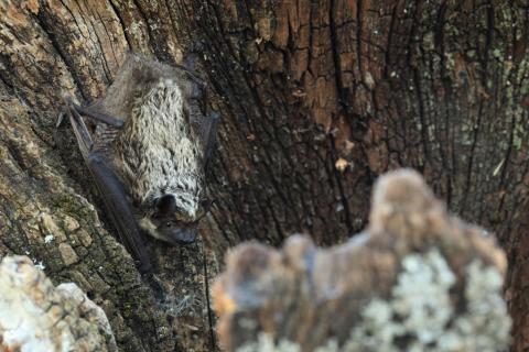 Serotine bicolore © Marc Corail - Parc national des Écrins