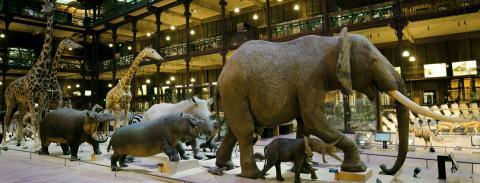 Grande galerie © Muséum national d'Histoire naturelle (MNHN) à Paris