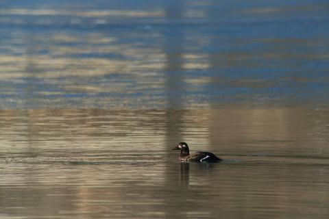 Macreuse brune (Melanitta fusca) – Mâle de 1er hiver – Damien Combrisson © Parc national des Ecrins