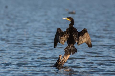 Grand Cormoran © Pascal Saulay- Parc national des Écrins