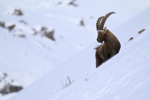  bouquetin © H Quellier - Parc national des Écrins