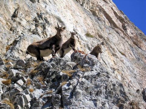 cabris bouquetins © H-Quellier -  Parc national des Ecrins