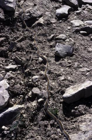 chenilles processionnaires © B- Nicollet - Parc national des Ecrins