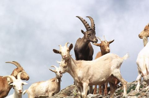 Chèvre et bouquetin -  © R.Chevalier - Parc national des Ecrins