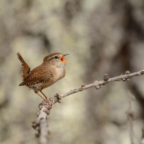 Troglodyte mignon , chant territorial © M. Coulon, PNE