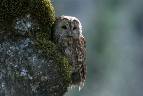 Chouette hulotte © D.FIat - Parc national des Écrins