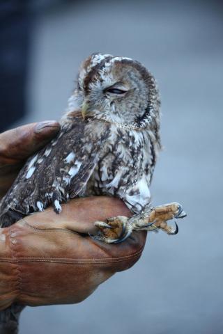 lâcher chouette hulotte - châteruoux- les-Alpes   - 16 août 2017 © M.Bouvier -Parc national des Écrins